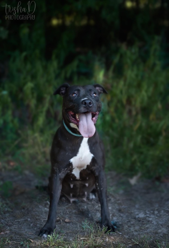 Lita, an adoptable Pit Bull Terrier, Labrador Retriever in Saint Francisville, LA, 70775 | Photo Image 6