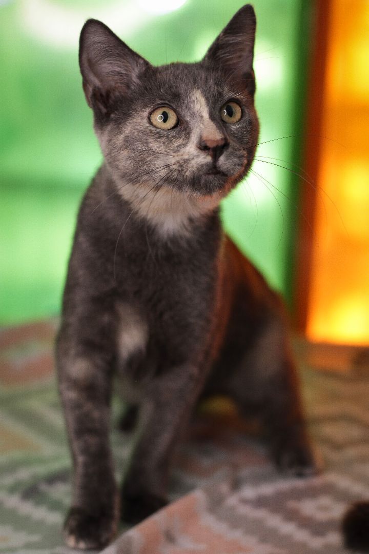 Dove Gray, an adoptable Domestic Short Hair & Dilute Tortoiseshell Mix in Los Angeles, CA_image-3