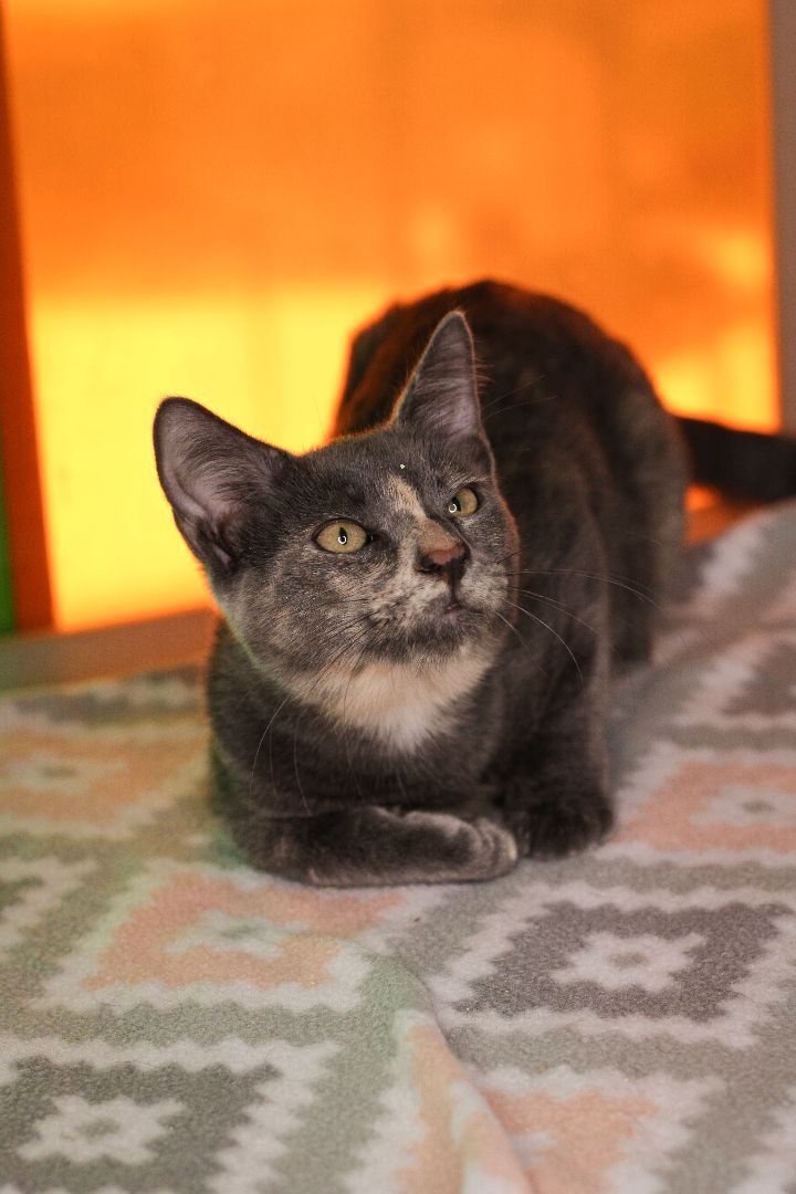 Dove Gray, an adoptable Domestic Short Hair & Dilute Tortoiseshell Mix in Los Angeles, CA_image-4