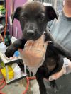 Yahtzee PUPDATE