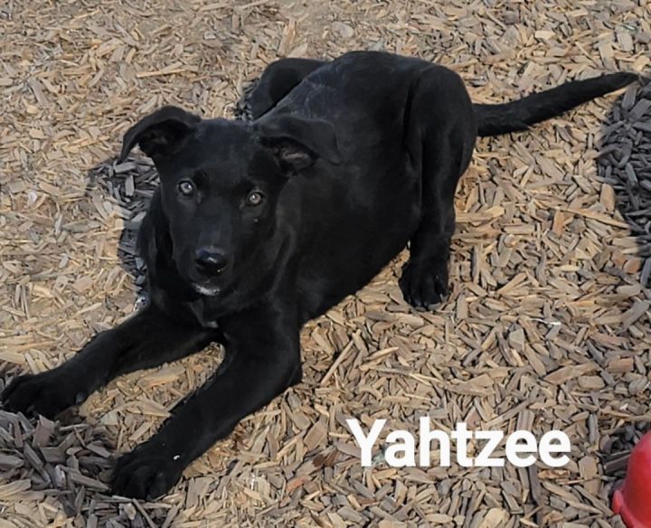 Yahtzee, an adoptable Border Collie Mix in Madras, OR_image-1