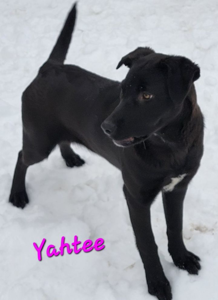 Yahtzee PUPDATE, an adoptable Border Collie Mix in Madras, OR_image-5