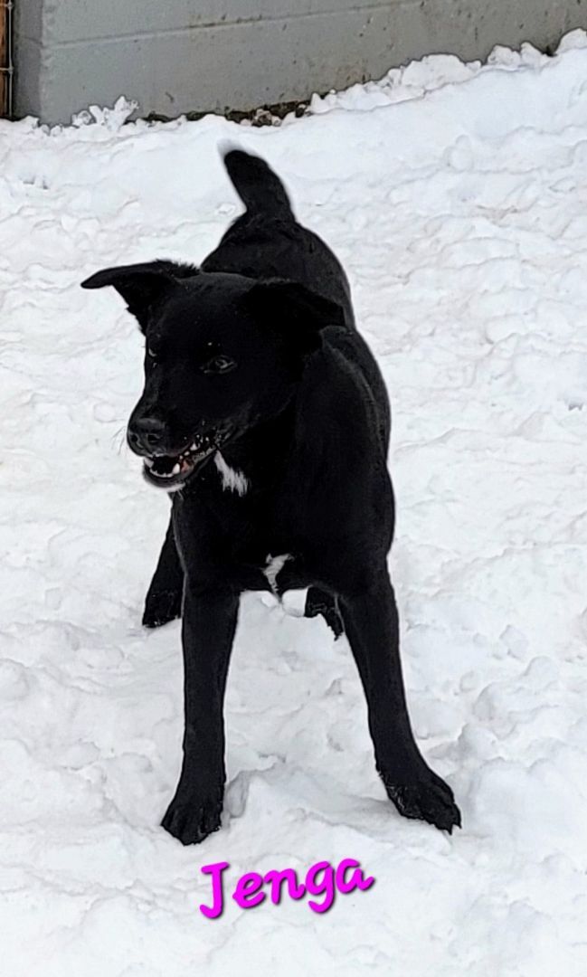 Jenga PUPDATE, an adoptable Border Collie in Madras, OR, 97741 | Photo Image 4