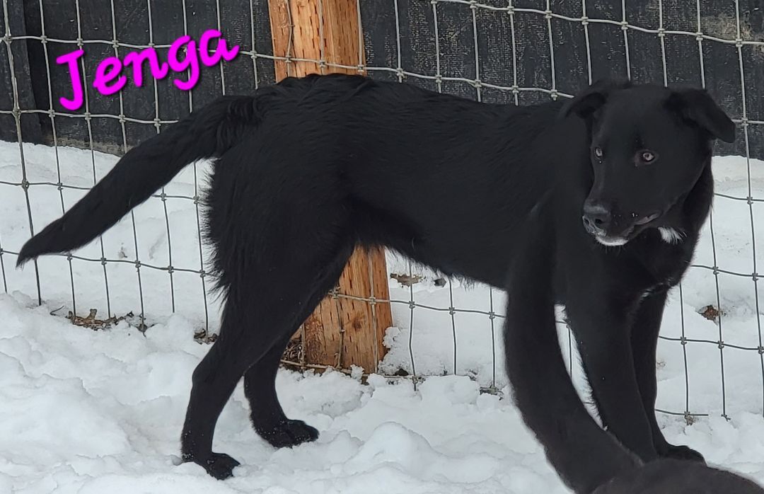 Jenga PUPDATE, an adoptable Border Collie in Madras, OR, 97741 | Photo Image 1