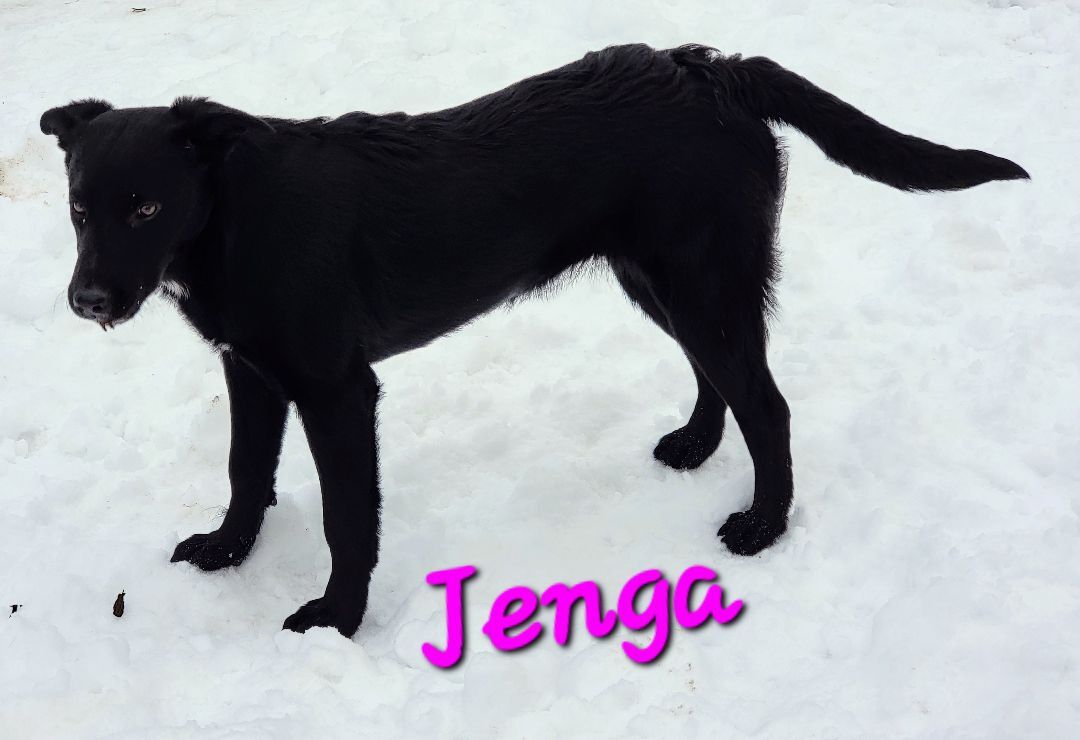 Jenga PUPDATE, an adoptable Border Collie in Madras, OR, 97741 | Photo Image 5