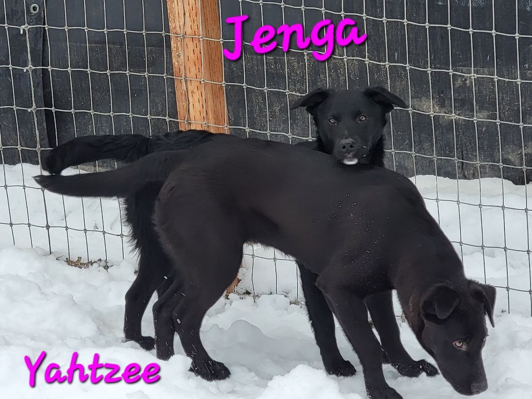 Jenga PUPDATE, an adoptable Border Collie in Madras, OR, 97741 | Photo Image 6