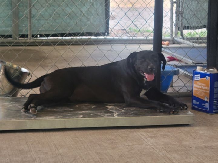 Sid, an adoptable Labrador Retriever Mix in Waynesville, GA_image-1