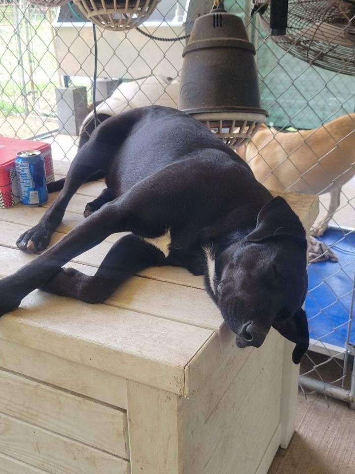 Sid, an adoptable Labrador Retriever Mix in Waynesville, GA_image-4
