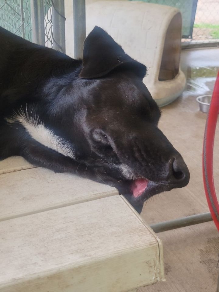 Sid, an adoptable Labrador Retriever Mix in Waynesville, GA_image-5