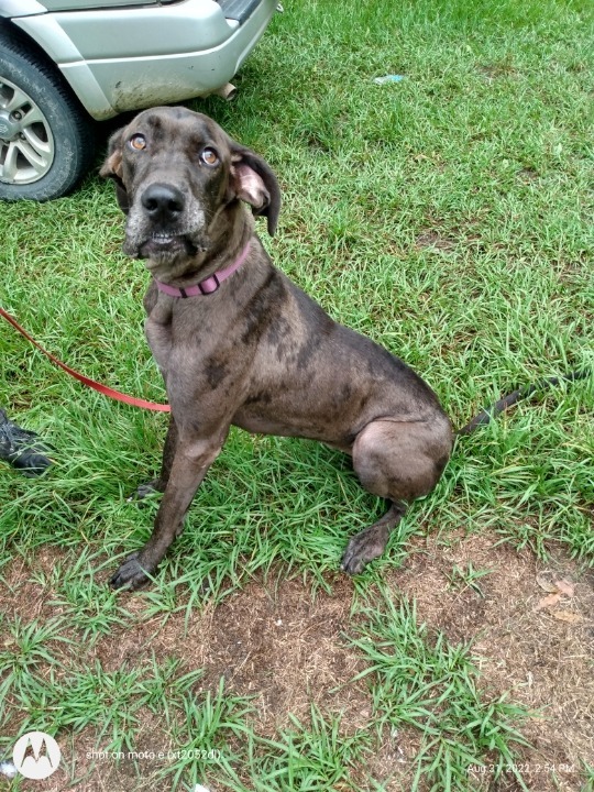 Maggie, an adoptable Great Dane in Waynesville, GA_image-4