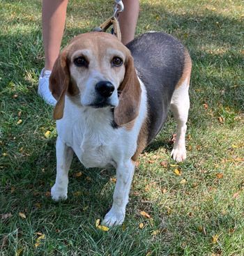 Harley, an adopted Beagle in West Decatur, PA_image-2