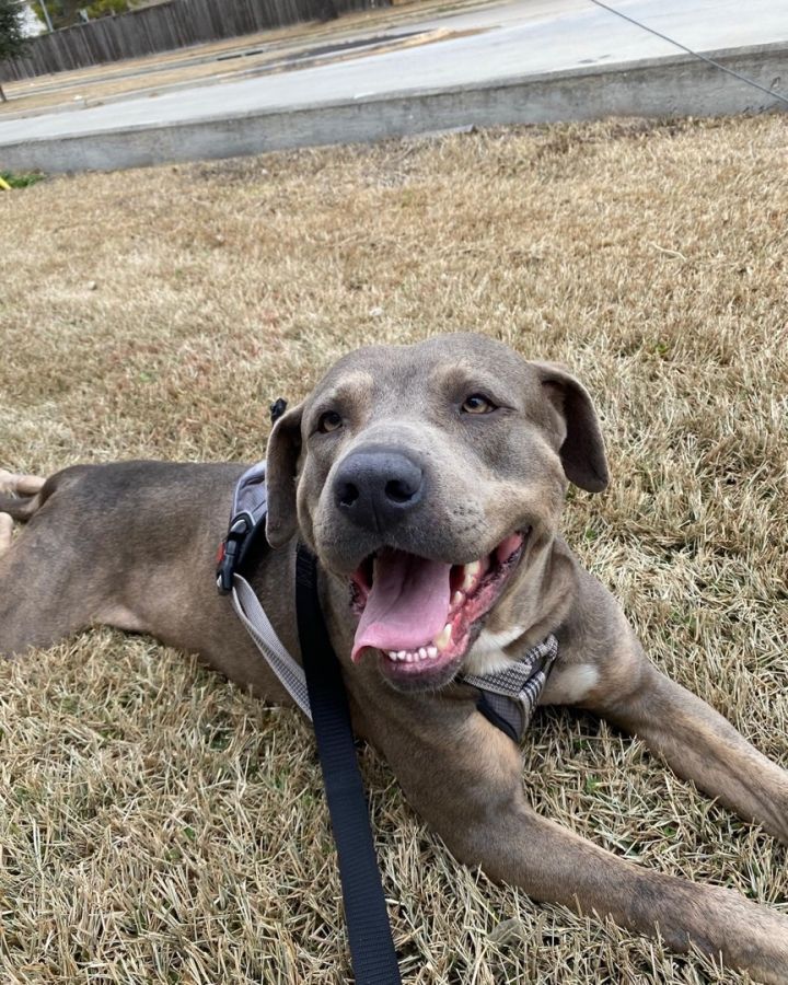 Ziggy 3