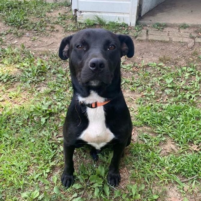 Dog for adoption - Apollo, a Black Labrador Retriever & Pit Bull ...