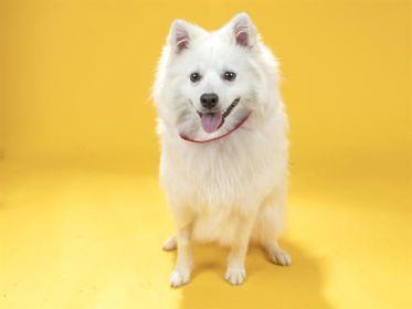 Mikey-Adopted!, an adoptable American Eskimo Dog in Saint Louis, MO_image-1