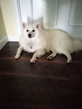 Mikey-Adopted!, an adoptable American Eskimo Dog in Saint Louis, MO_image-4