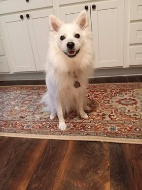 Mikey-Adopted!, an adoptable American Eskimo Dog in Saint Louis, MO_image-5