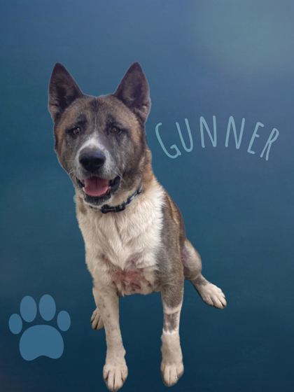 Gunner, an adoptable Akita in Cumberland, MD_image-1
