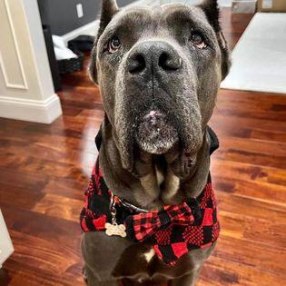 Dog for adoption - Giorgio Armani, a Cane Corso in Miami, FL | Petfinder