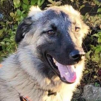 Bella, an adoptable Anatolian Shepherd in Chatsworth, ON, N0H 1G0 | Photo Image 2