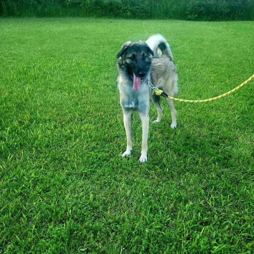Bella, an adoptable Anatolian Shepherd in Chatsworth, ON, N0H 1G0 | Photo Image 3