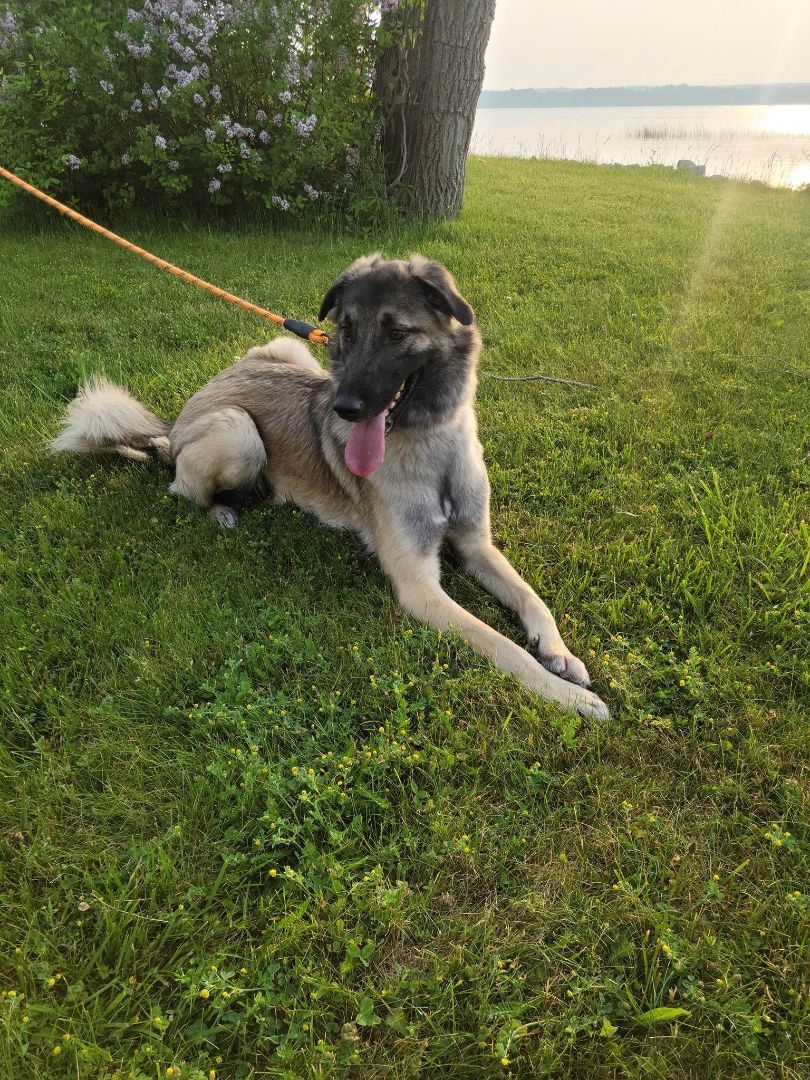 Bella, an adoptable Anatolian Shepherd in Chatsworth, ON, N0H 1G0 | Photo Image 4