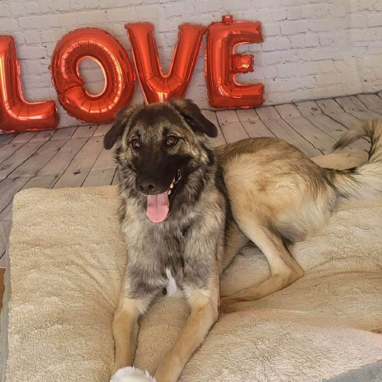 Bella, an adoptable Anatolian Shepherd in Chatsworth, ON, N0H 1G0 | Photo Image 5