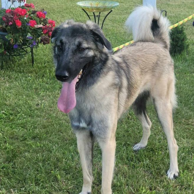 Bella, an adoptable Anatolian Shepherd in Chatsworth, ON, N0H 1G0 | Photo Image 1