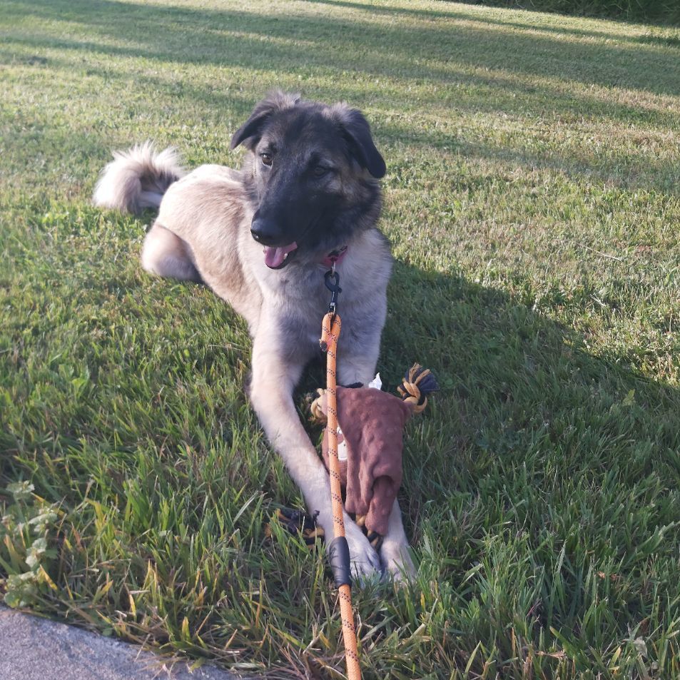 Bella, an adoptable Anatolian Shepherd in Chatsworth, ON, N0H 1G0 | Photo Image 6