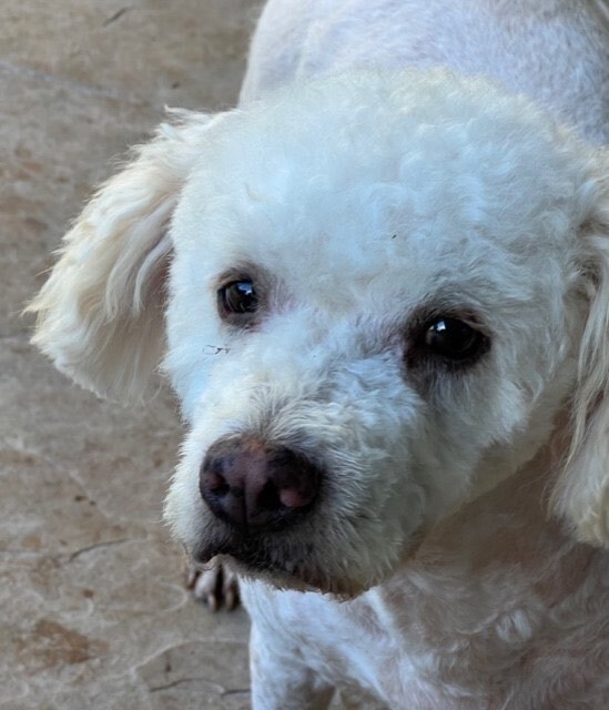 poodle terrier mix puppies white