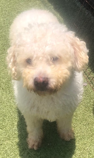 poodle terrier mix puppies white