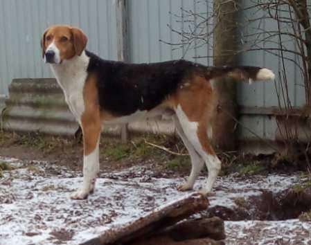 Baloo , an adoptable Hound in North York, ON_image-6