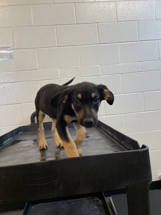 Donatello, an adoptable German Shepherd Dog, Doberman Pinscher in Sacramento, CA, 95828 | Photo Image 2