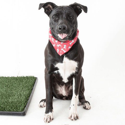 Phoebe, an adoptable Labrador Retriever & Pit Bull Terrier Mix in San Andreas, CA_image-1