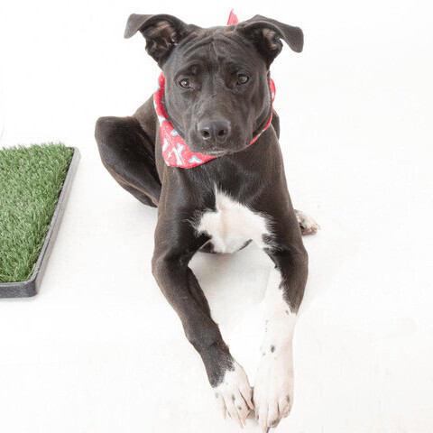 Phoebe, an adoptable Labrador Retriever & Pit Bull Terrier Mix in San Andreas, CA_image-2