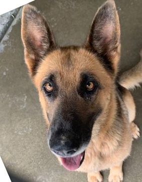 Sophia NOW Sammy, an adoptable German Shepherd Dog in Portsmouth, OH, 45662 | Photo Image 2
