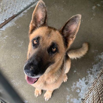 Sophia NOW Sammy, an adoptable German Shepherd Dog in Portsmouth, OH, 45662 | Photo Image 4
