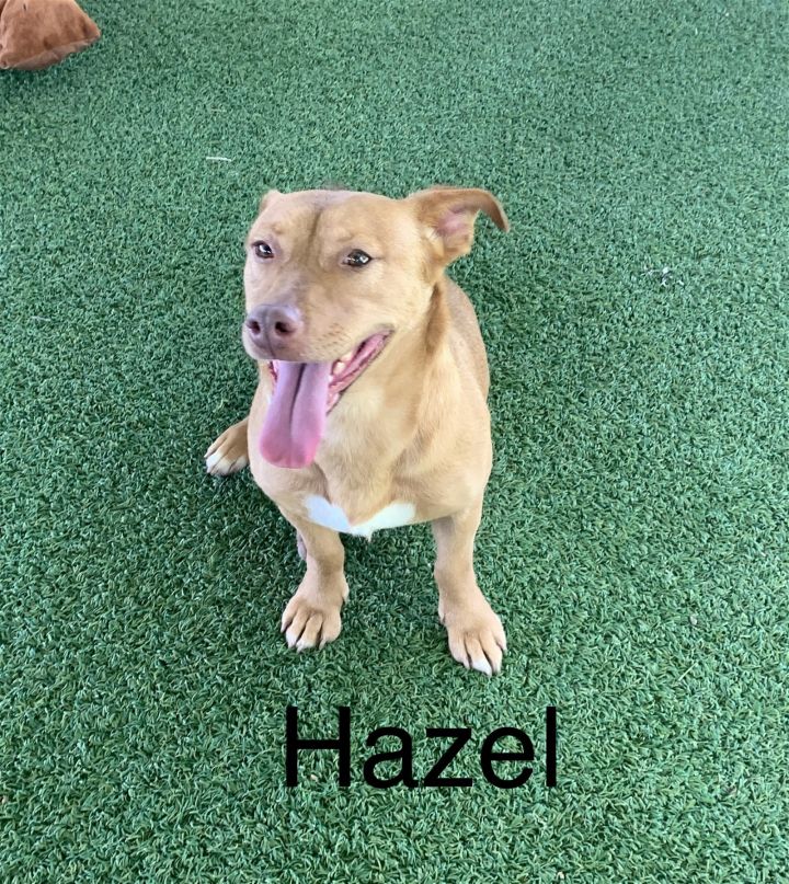 Hazel 1