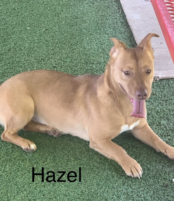 Hazel 2