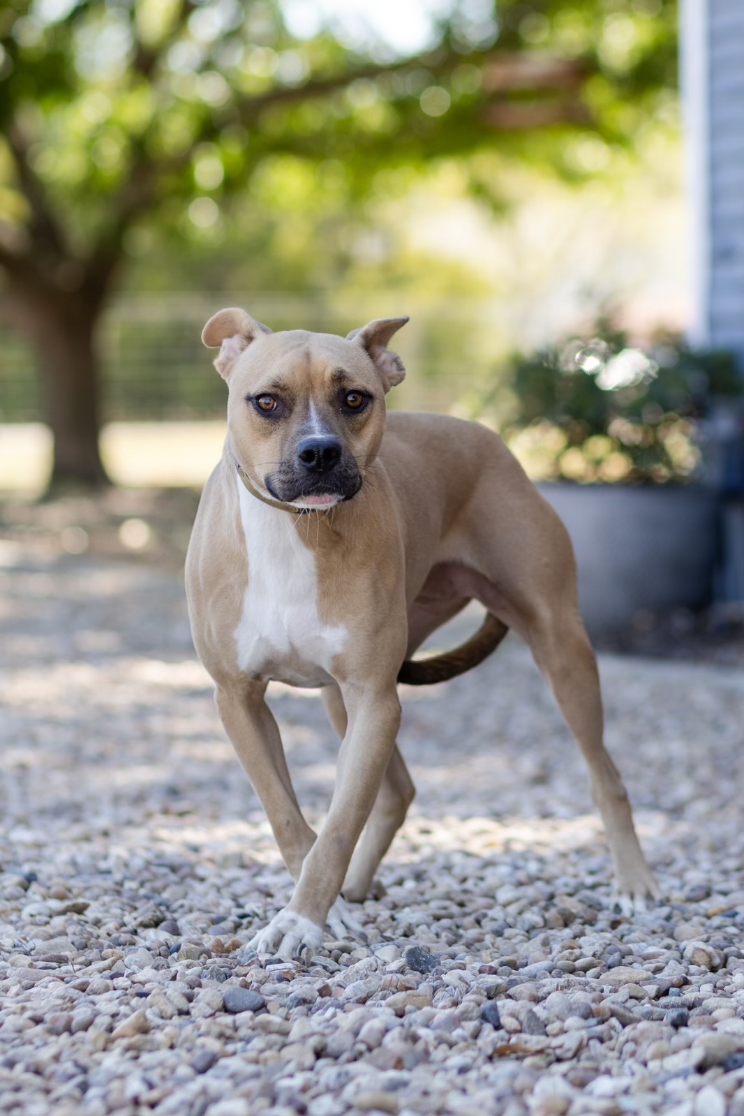 Darling, an adoptable Whippet, Black Mouth Cur in Dallas, TX, 75214 | Photo Image 1