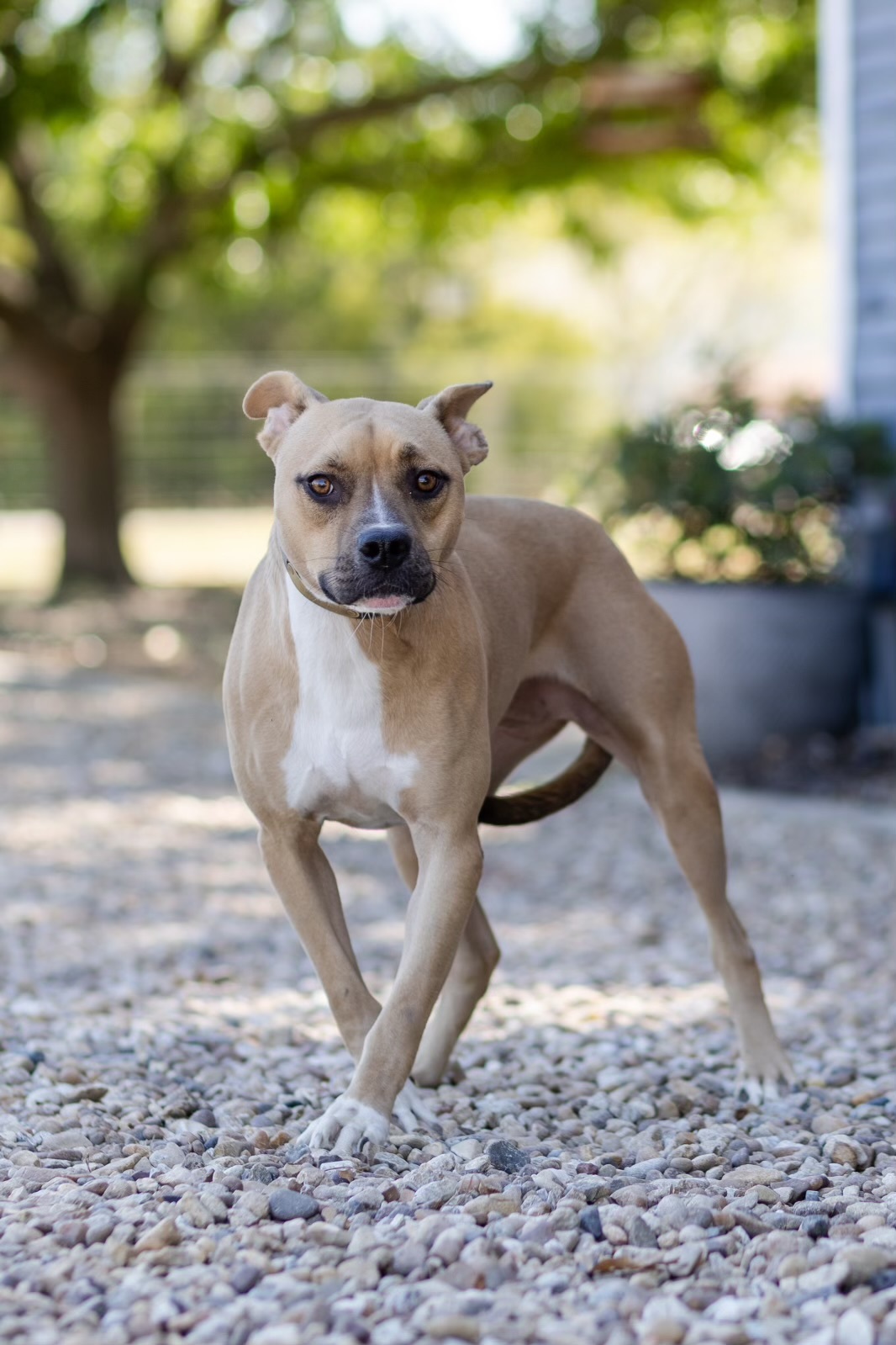 Darling, an adoptable Whippet, Black Mouth Cur in Dallas, TX, 75214 | Photo Image 2