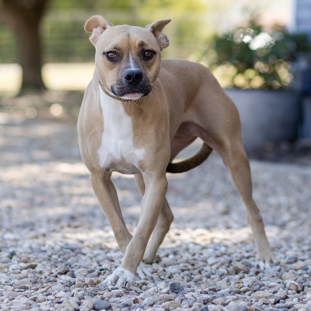 Darling, an adoptable Whippet, Black Mouth Cur in Dallas, TX, 75214 | Photo Image 2