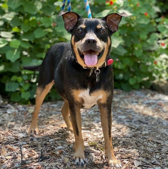 Roscoe