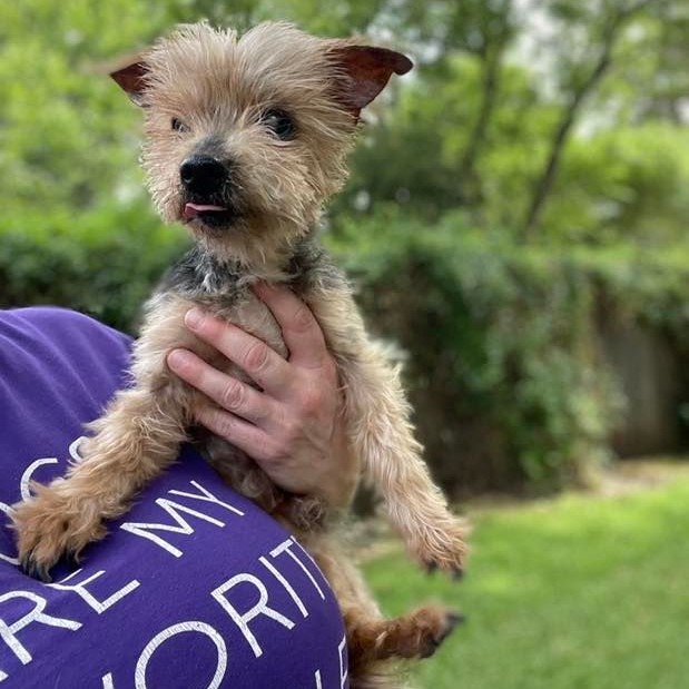 Stanley, an adoptable Yorkshire Terrier Mix in Dallas, TX_image-1
