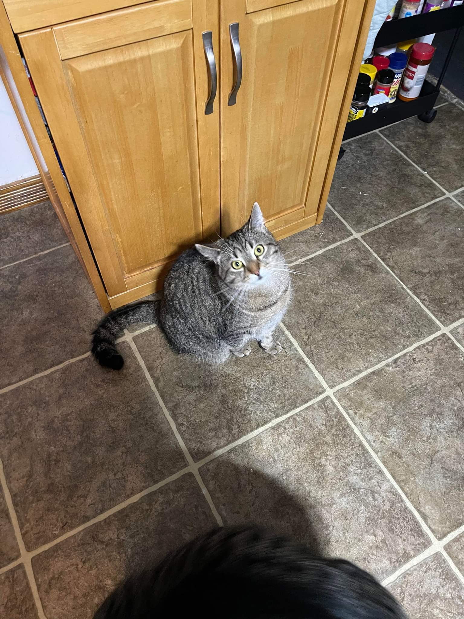 Simon Kitty