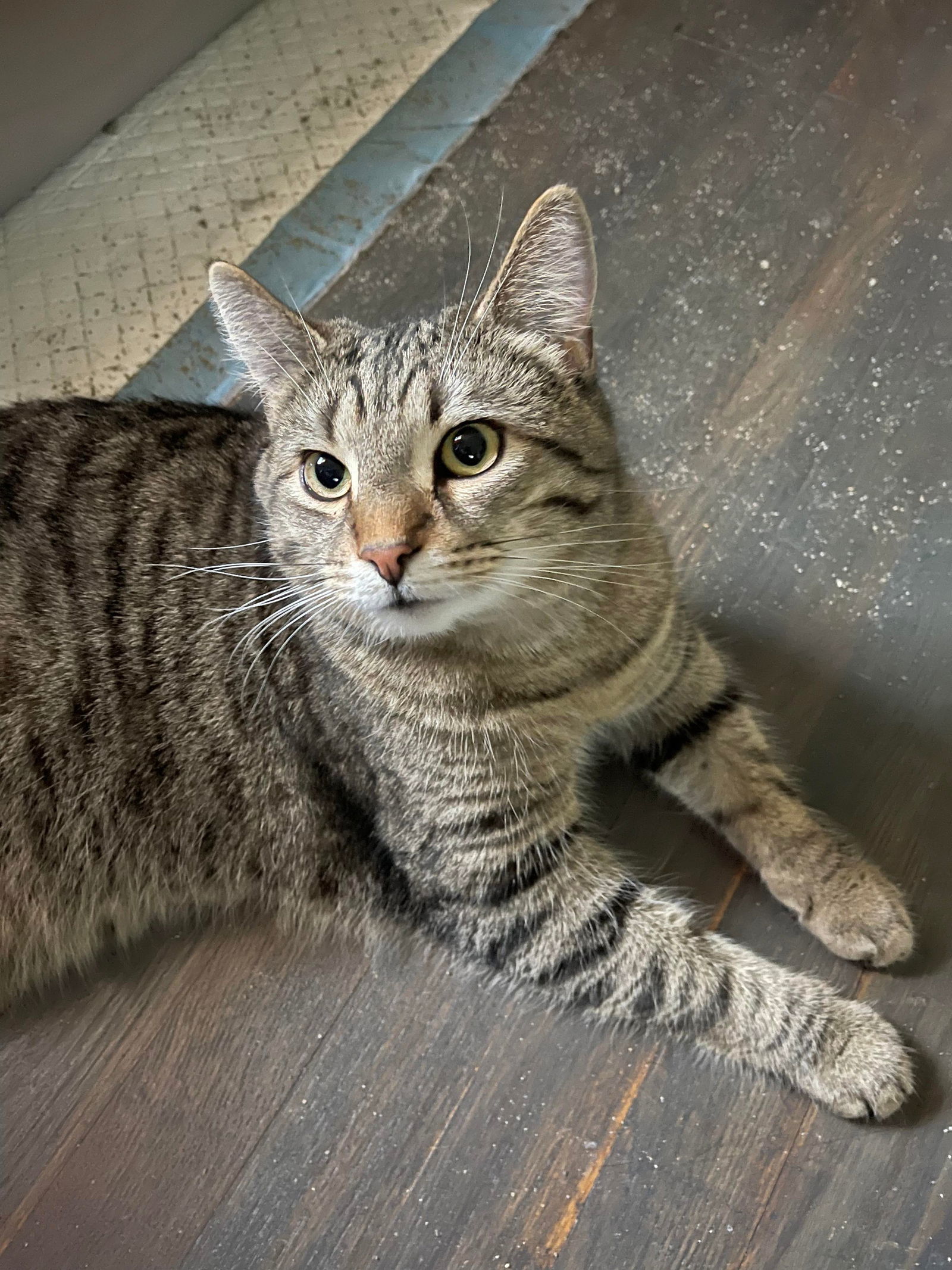 Simon Kitty, an adoptable Domestic Short Hair in Lewistown, PA, 17044 | Photo Image 3