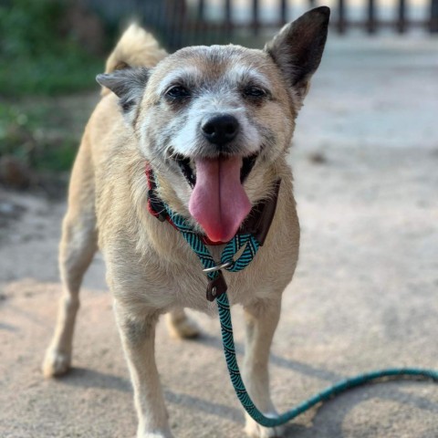 Gabriella, an adoptable Chihuahua & Wirehaired Terrier Mix in Houston, TX_image-1