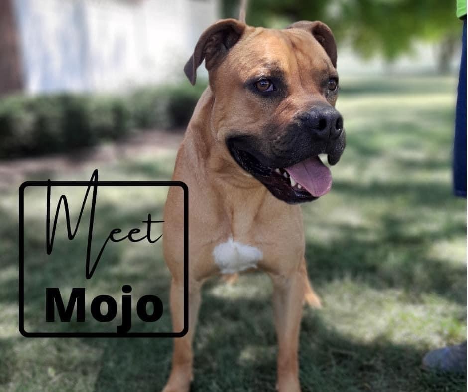 MOJO, an adoptable Boxer in Marion, IN, 46953 | Photo Image 1