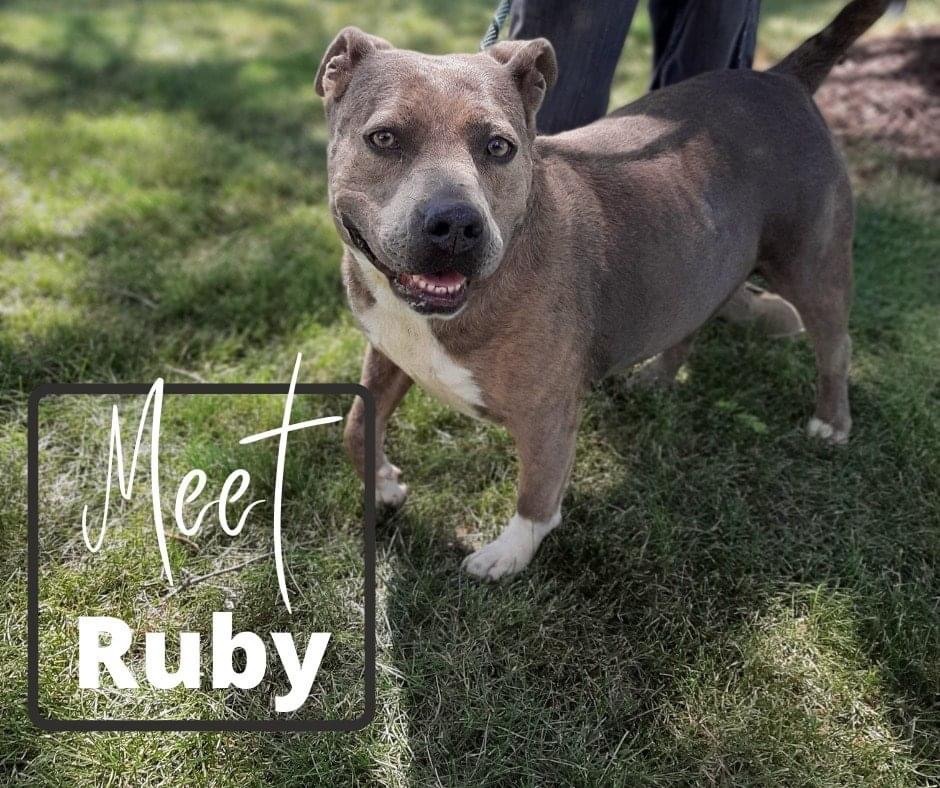 Ruby , an adoptable American Bully in Marion, IN, 46953 | Photo Image 1
