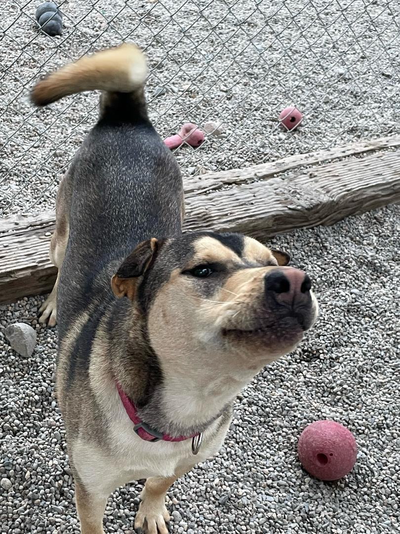 Daisy, an adoptable Shar-Pei, German Shepherd Dog in Gardnerville, NV, 89460 | Photo Image 2