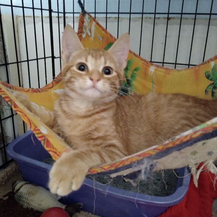 Whiskers  (located in Midland), an adoptable Domestic Short Hair in Gladwin, MI_image-1
